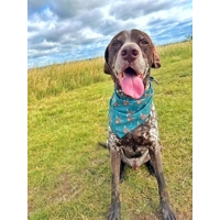 Happy Highland Cow Dog Bandana