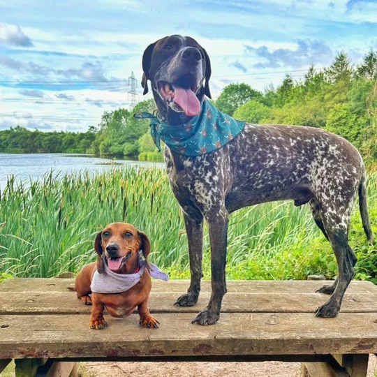 Happy Highland Cow Dog Bandana