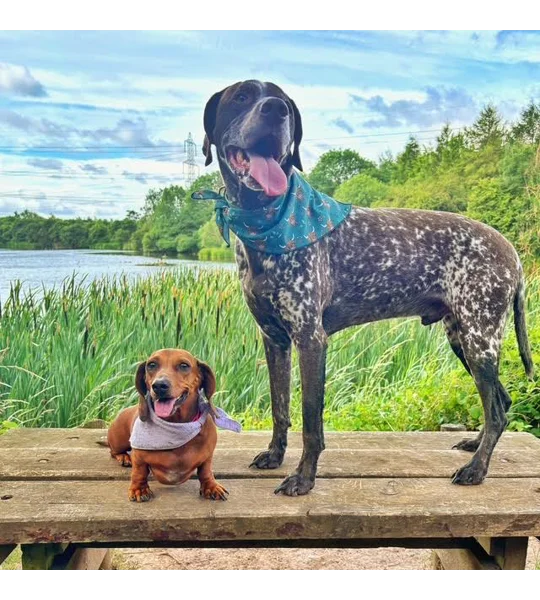 Lavender & Gold Dog Bandana