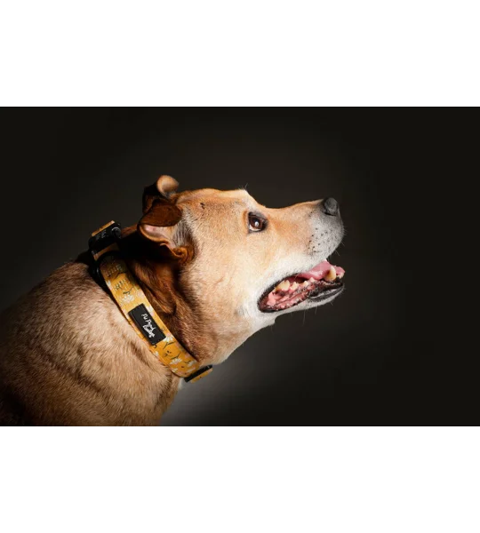 Sunshine Daisy Dog Collar- Optional Flower Accessory
