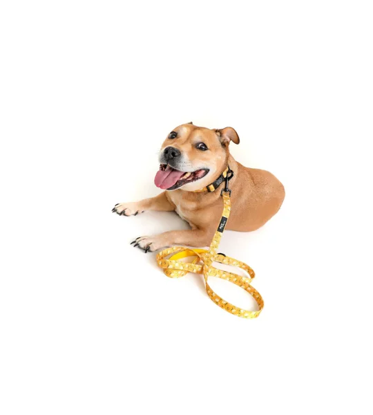 Sunshine Daisy Dog Collar- Optional Flower Accessory