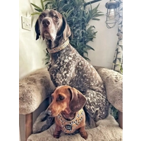 Woodland Badger Dog Collar