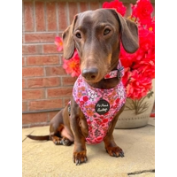Berry Blossom Floral Dog Harness