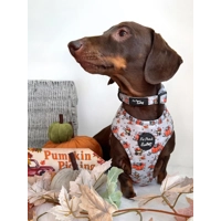 Little Pumpkin Bear Cub Dog Harness