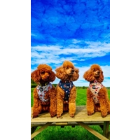 Little Pumpkin Bear Cub Dog Harness