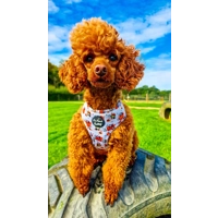 Little Pumpkin Bear Cub Dog Harness