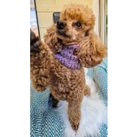 Heather Bloom Roll Top Dog Snood