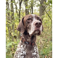 Coffee Bean Cord Dog Collar
