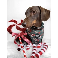 Jolly Bear Christmas Dog Collar