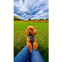Forest Fir Cone Dog Harness