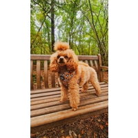 Woodland Badger Dog Harness