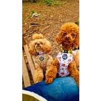 Little Pumpkin Bear Cub Dog Harness