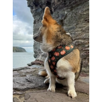 Harvest Pumpkin Patch Dog Harness