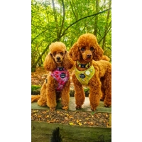 Berry Blossom Floral Dog Harness