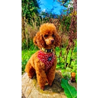 Poppy Toadstool Polkas Dog Harness  - optional bow tie/flower accessory