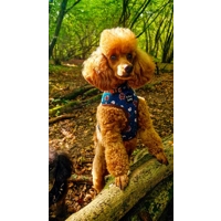 Forest Fir Cone Dog Harness