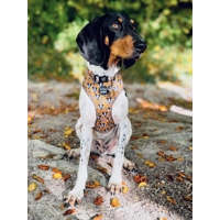 Woodland Badger Dog Collar