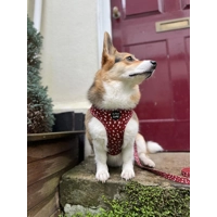 Poppy Toadstool Polkas Dog Harness  - optional bow tie/flower accessory