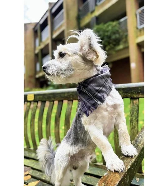 Frayed Buffalo Purple Plaid Bandana - Scamps