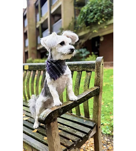 Frayed Buffalo Purple Plaid Bandana - Scamps