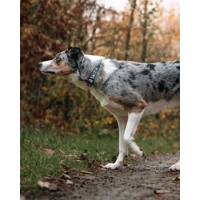 Jolly Bear Christmas Dog Collar