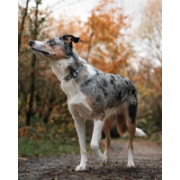 Jolly Bear Christmas Dog Collar