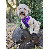 Royal Purple Patch Dog Poo Bag Holder