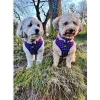 Royal Purple Patch Dog Harness