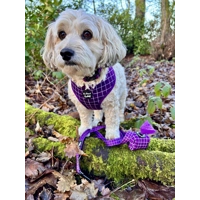 Royal Purple Patch Dog Collar