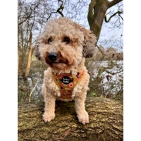 Vintage Yellow Buttercup Peonies Dog Harness
