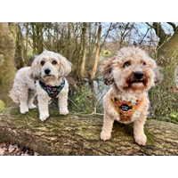 Vintage Yellow Buttercup Peonies Dog Harness