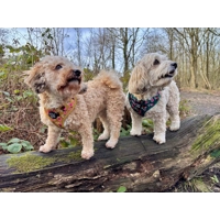 Vintage Clover Green Peonies Dog Harness