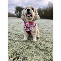 Pink Love Bug Bear Dog Bandana