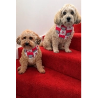 Pink Love Bug Bear Dog Bandana
