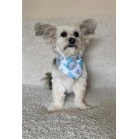 Blue Love Bug Bear Dog Bandana