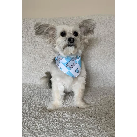Blue Love Bug Bear Dog Bandana