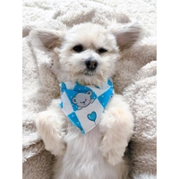 Blue Love Bug Bear Dog Bandana