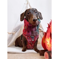 Great Adventure Dog Harness