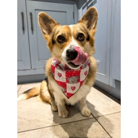 Pink Love Bug Bear Dog Bandana