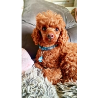 Wild Meadow Bunny ID Dog Tag - NEW STYLE