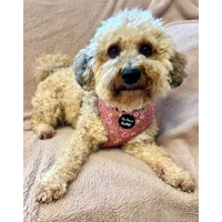 Old Garden Bloom Dog Harness