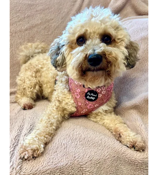 Olde Garden Bloom Dog Harness