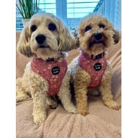 Old Garden Bloom Dog Harness