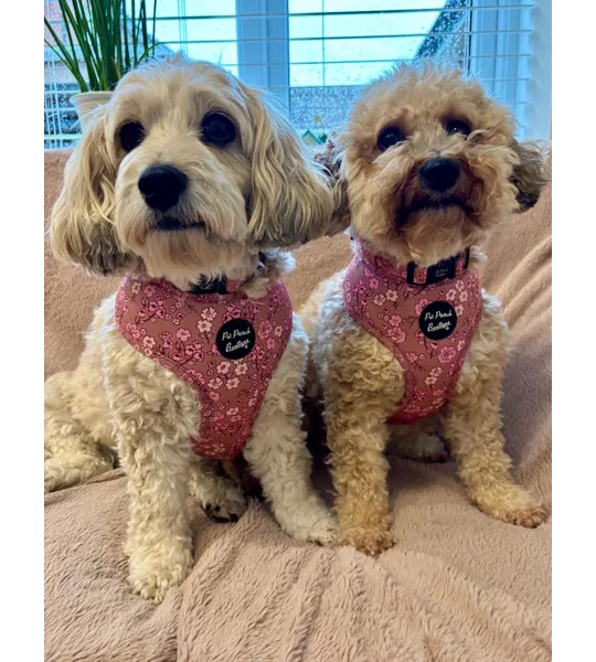 Olde Garden Bloom Dog Harness