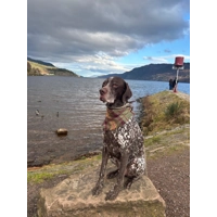 Frayed Sage Thistle Plaid Bandana - Scamps