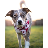 Pink Love Bug Bear Dog Bandana