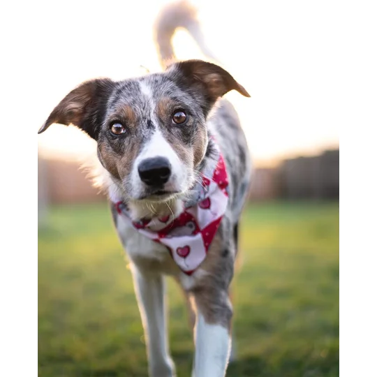 Pink Love Bug Bear Dog Bandana