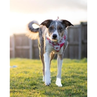 Pink Love Bug Bear Dog Bandana