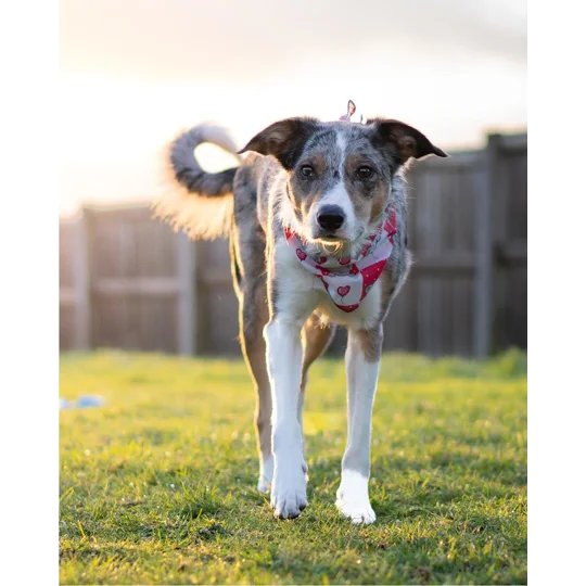 Pink Love Bug Bear Dog Bandana