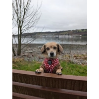 Poppy Toadstool Polkas Dog Harness
